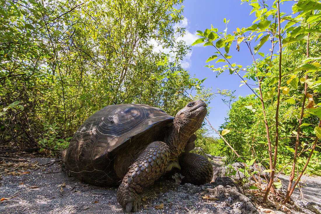 Wild Galapagos giant tortoise (Geochelone elephantopus) at Urbina Bay, Isabela Island, Galapagos Islands, UNESCO World Heritage Site, Ecuador, South America