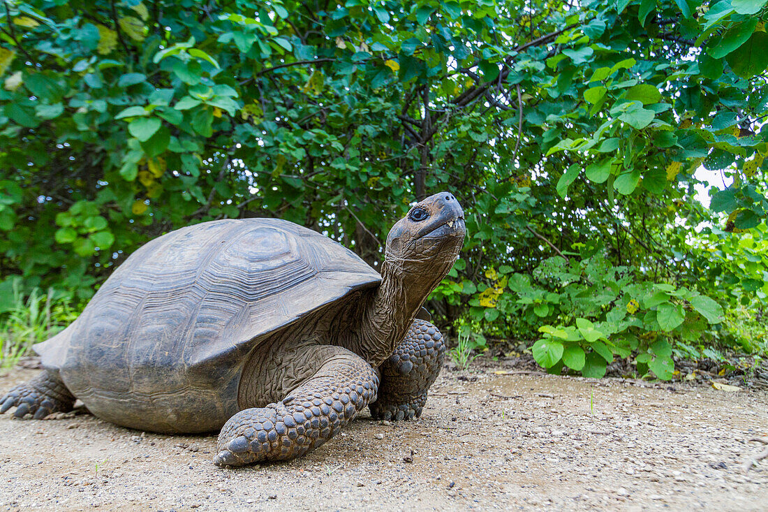 Wild Galapagos giant tortoise (Geochelone elephantopus) at Urbina Bay, Isabela Island, Galapagos Islands, UNESCO World Heritage Site, Ecuador, South America