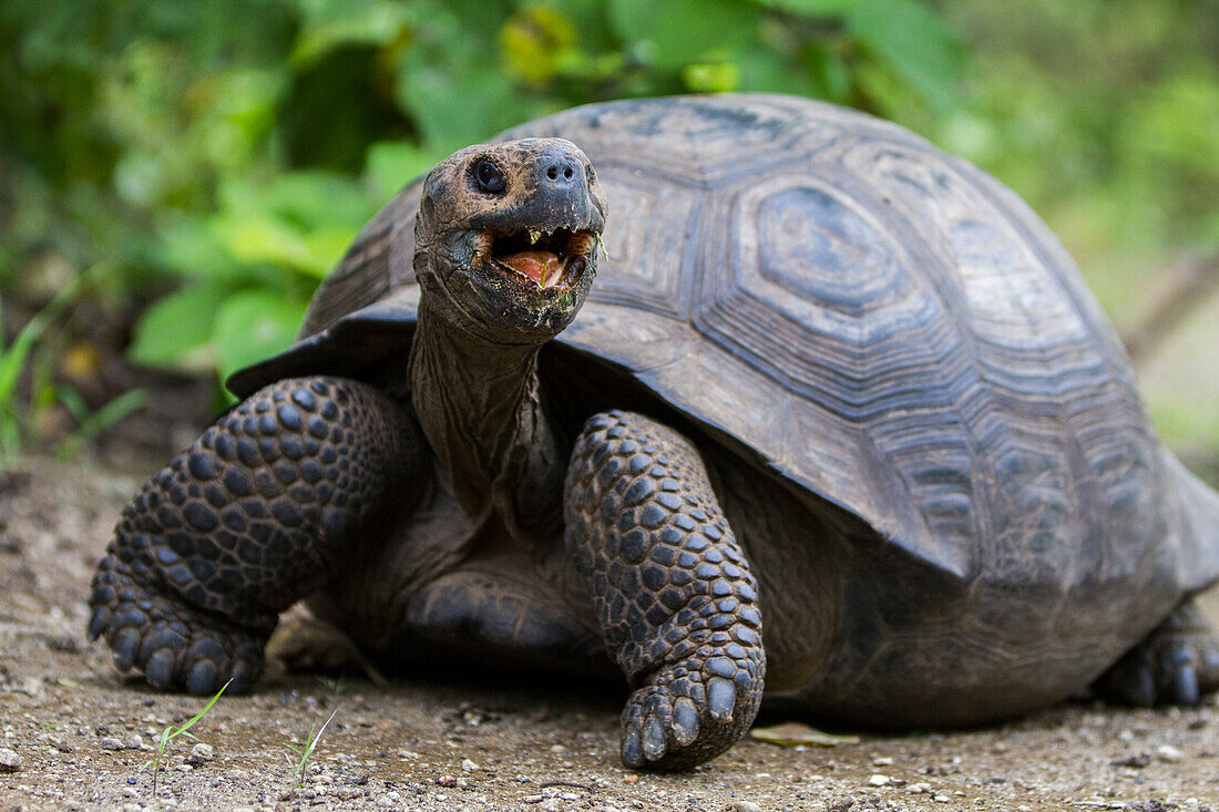 Wild Galapagos giant tortoise (Geochelone elephantopus) at Urbina Bay, Isabela Island, Galapagos Islands, UNESCO World Heritage Site, Ecuador, South America