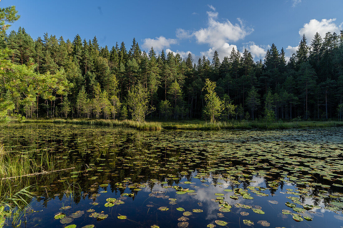 Seen im Nuuksio-Nationalpark in der Nähe von Espoo, Finnland, Europa