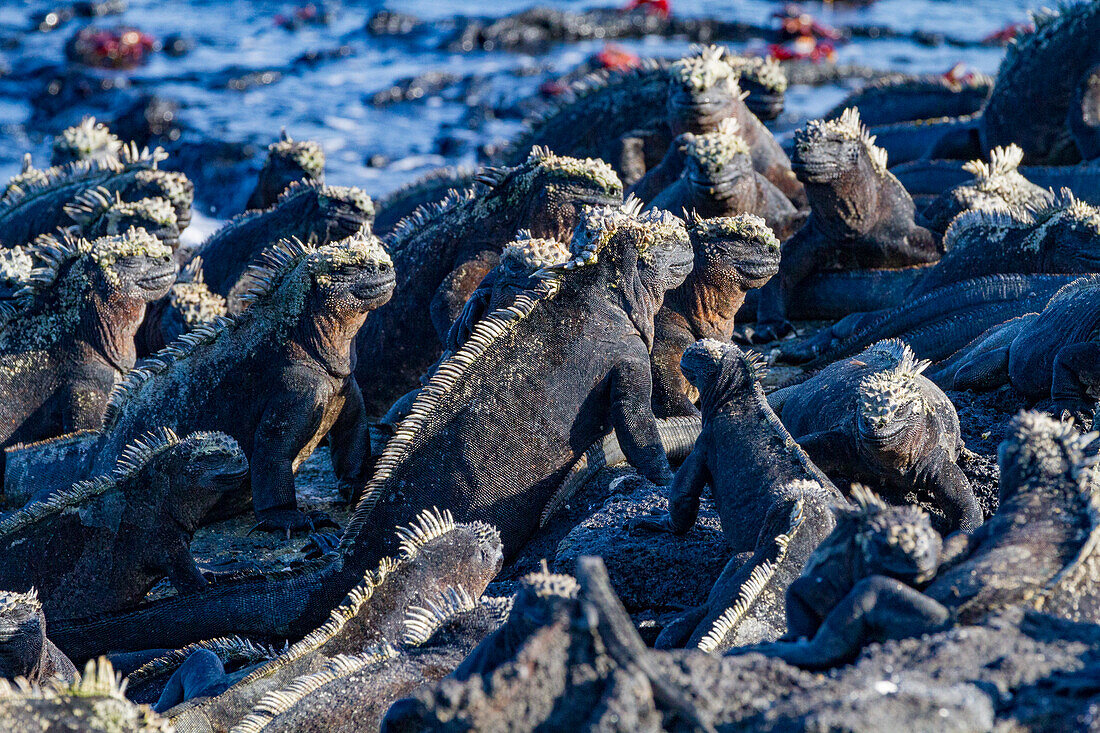 Der endemische Galapagos-Meeresleguan (Amblyrhynchus cristatus) auf dem Galapagos-Inselarchipel, UNESCO-Weltkulturerbe, Ecuador, Südamerika