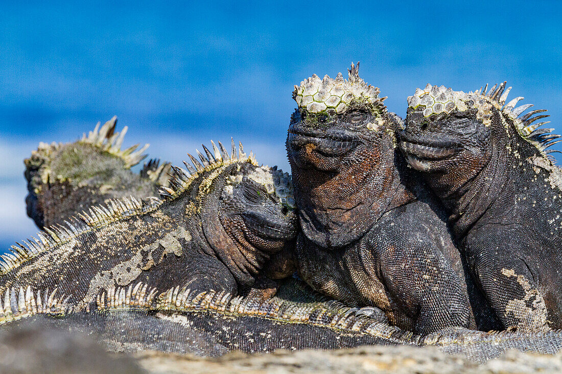 Der endemische Galapagos-Meeresleguan (Amblyrhynchus cristatus) im Galapagos-Inselarchipel, UNESCO-Weltnaturerbe, Ecuador, Südamerika