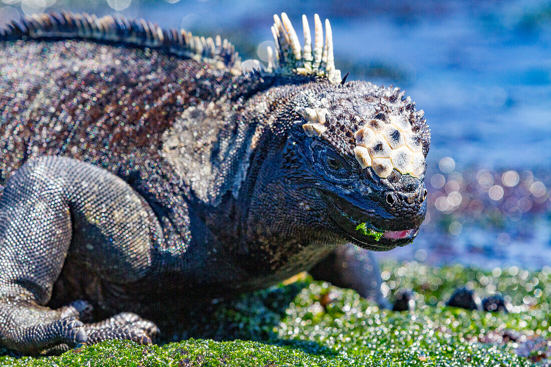 The endemic Galapagos marine iguana (Amblyrhynchus cristatus) feeding on algae at low tide in the Galapagos, UNESCO World Heritage Site, Ecuador, South America