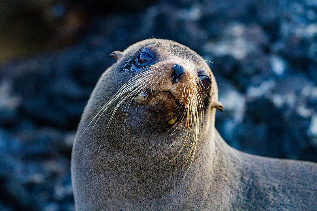 Galapagos-Pelzrobbe (Arctocephalus galapagoensis) auf einem Lavastrom auf den Galapagos-Inseln, UNESCO-Welterbe, Ecuador, Südamerika