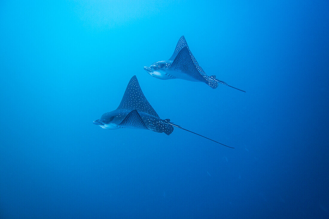 Spotted eagle rays (Aetobatus narinari) underwater at Leon Dormido Island off San Cristobal Island, Galapagos, UNESCO World Heritage Site, Ecuador, South America