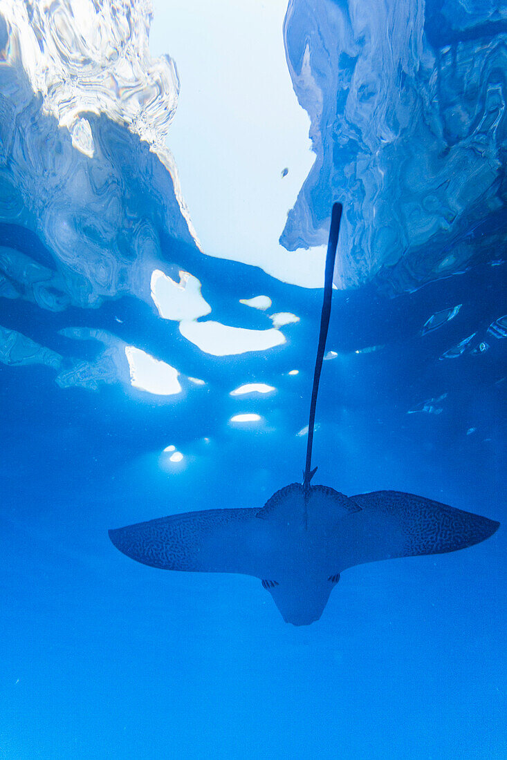 Spotted eagle ray (Aetobatus narinari) underwater at Leon Dormido Island off San Cristobal Island, Galapagos, UNESCO World Heritage Site, Ecuador, South America