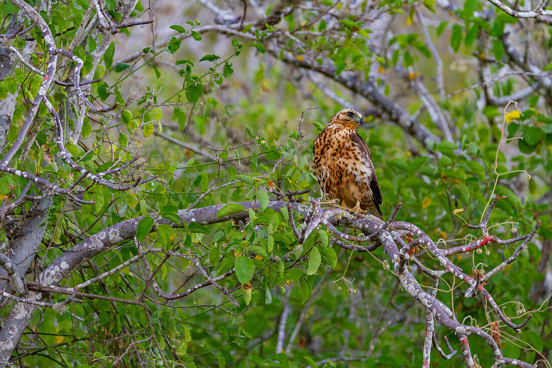 Juvenile Galapagos hawk (Buteo galapagoensis) in the Galapagos Island Archipelago, UNESCO World Heritage Site, Ecuador, South America