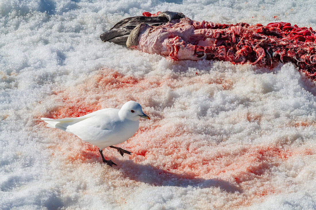 An adult ivory gull (Pagophila eburnea) on ringed seal kill on Spitsbergen in the Svalbard Archipelago, Norway, Arctic, Europe