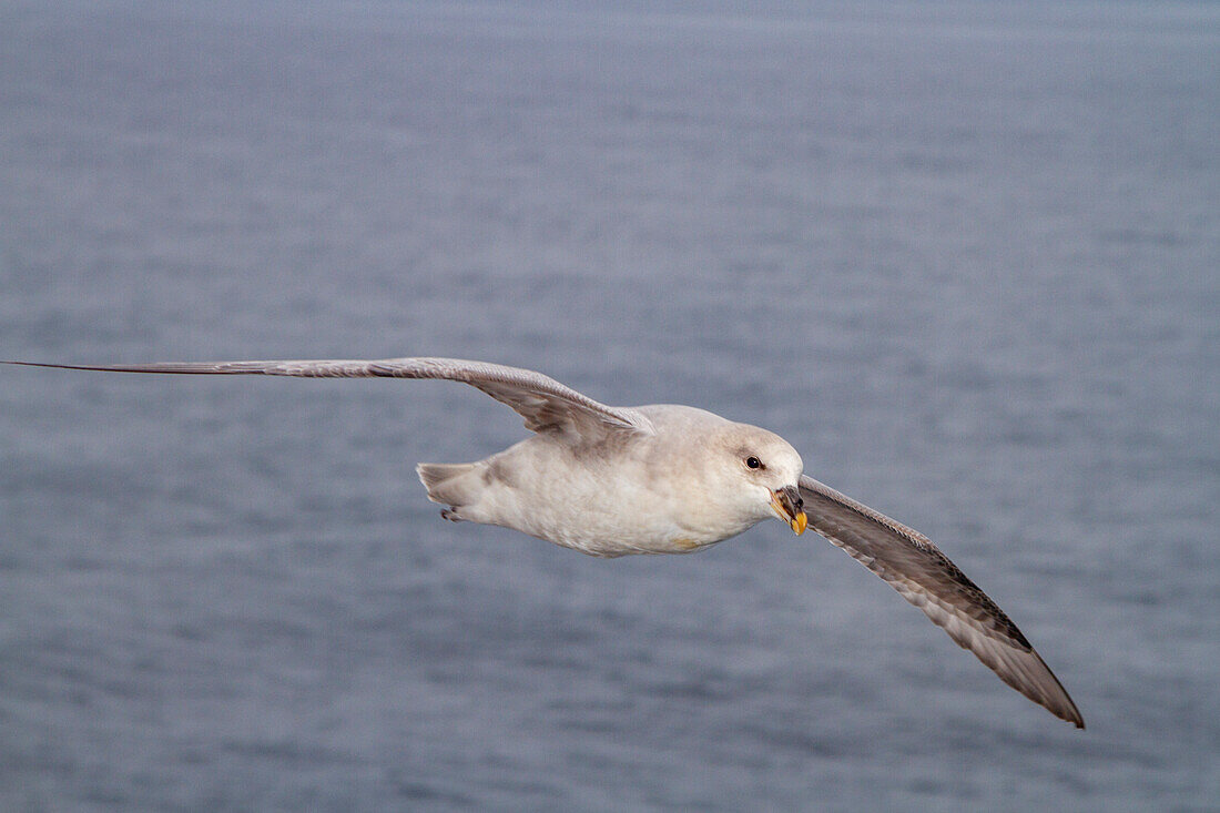 Eissturmvogel (Fulmarus glacialis glacialis) auf dem Flügel über ruhiger See im Svalbard-Archipel, Norwegen, Arktis, Europa