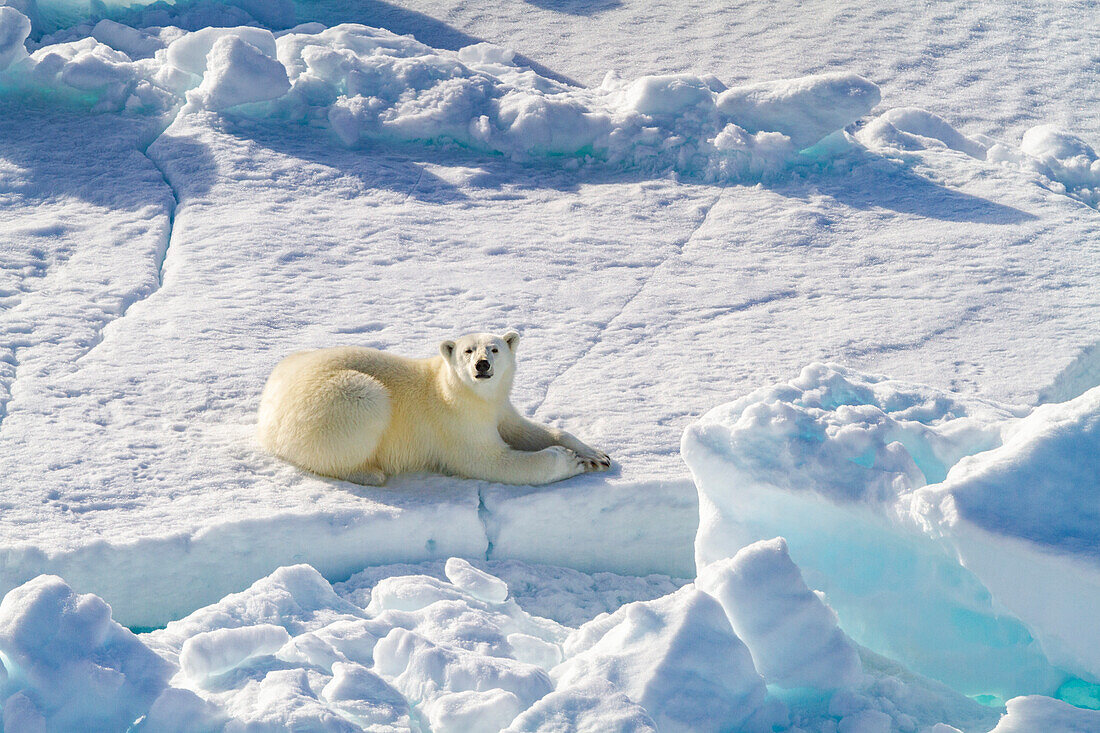 A curious young polar bear (Ursus maritimus) on ice floe in the Svalbard Archipelago, Norway, Arctic, Europe