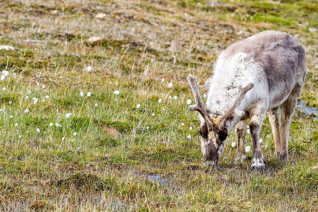 Adult Svalbard reindeer (Rangifer tarandus platyrhynchus) grazing within the town limits of Longyearbyen, Spitsbergen, Svalbard, Norway, Arctic, Europe