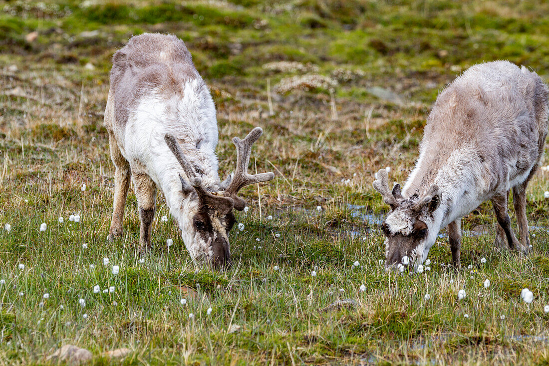 Ausgewachsenes Spitzbergen-Rentier (Rangifer tarandus platyrhynchus) beim Grasen innerhalb der Stadtgrenzen von Longyearbyen, Spitzbergen, Svalbard, Norwegen, Arktis, Europa