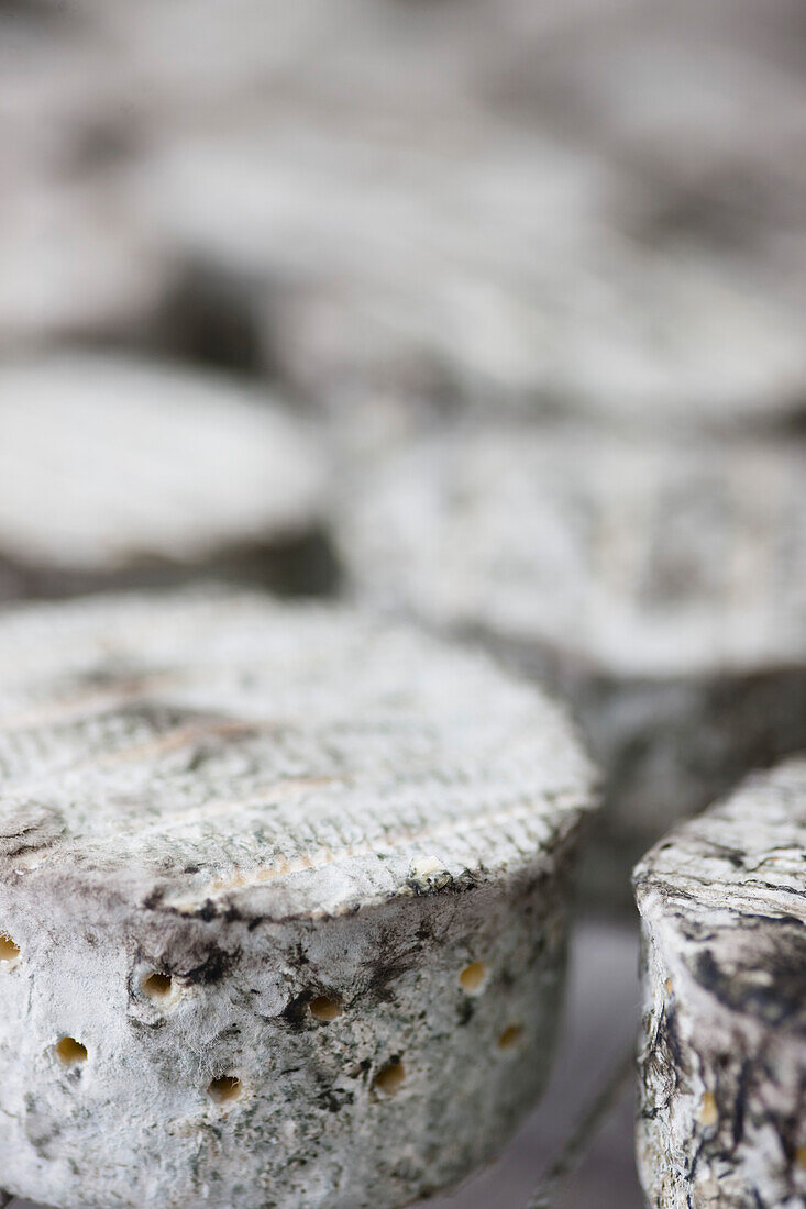 Close up of Cheeses maturing