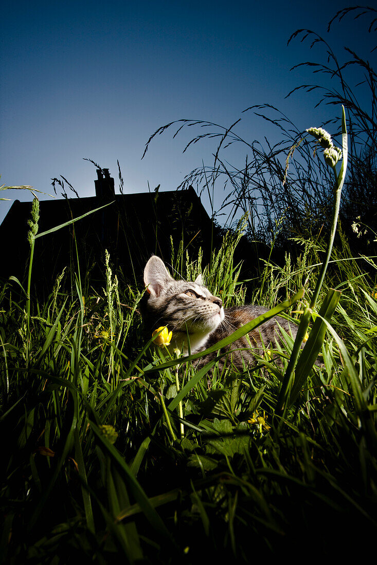 Katze sitzt im hohen Gras