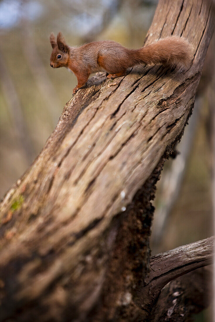 Red squirrel on a tree trunk