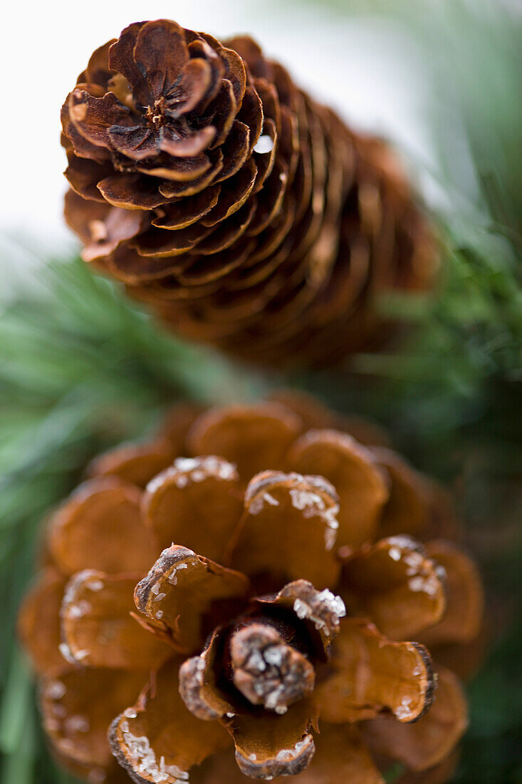 Close up of decorative pine cones