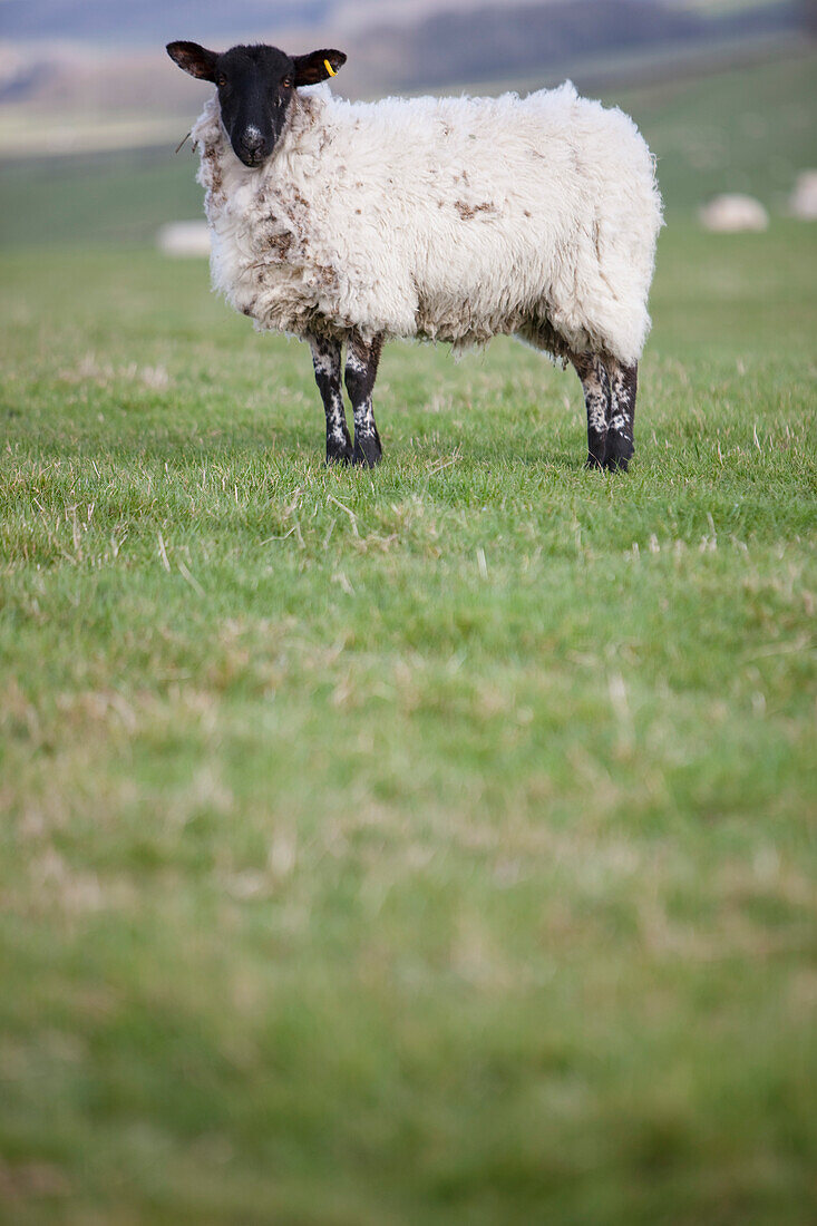 Sheep in a field