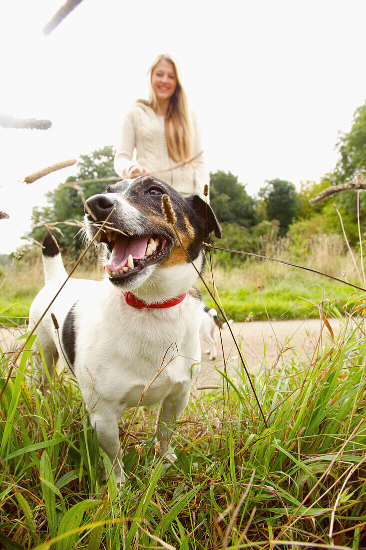 Jack Russell Hund mit junger Frau im Hintergrund