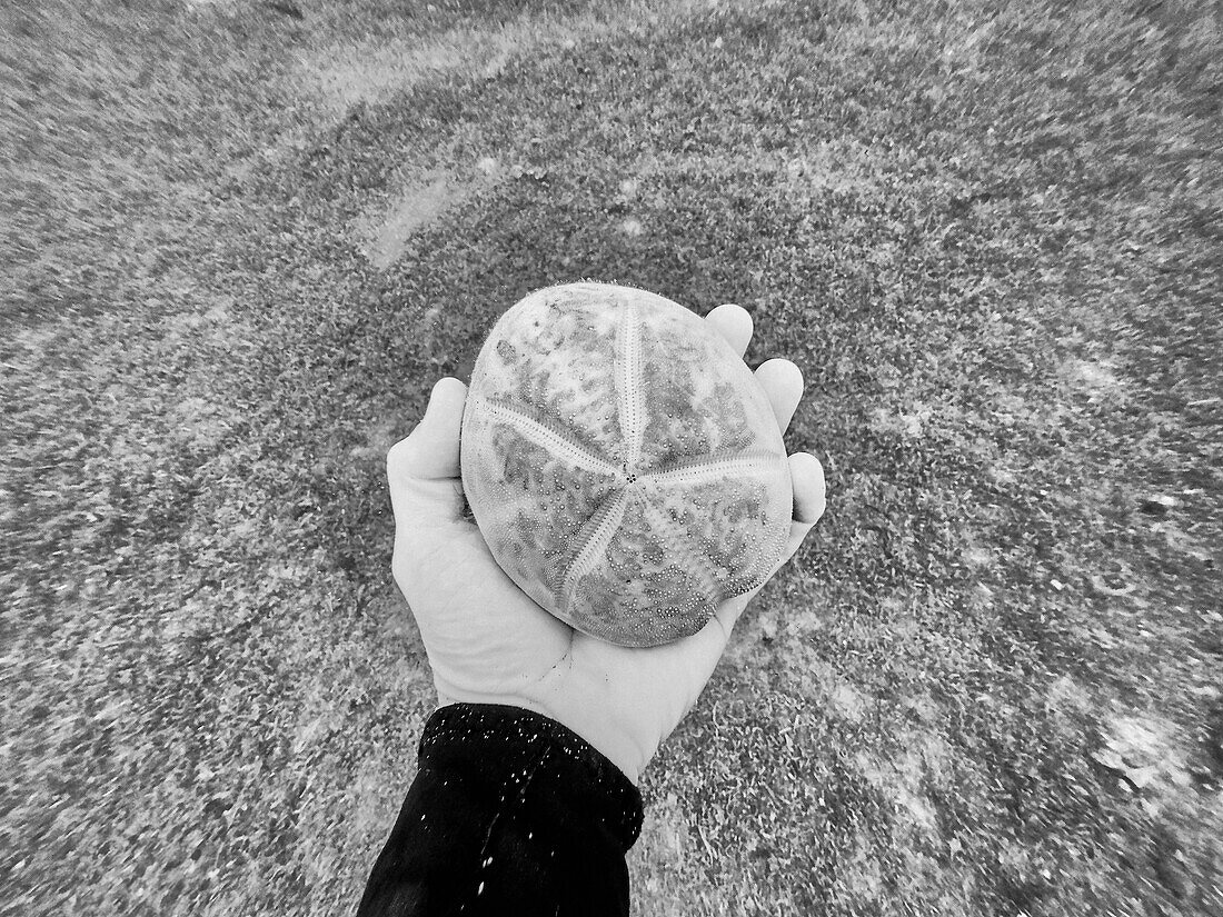 Personal perspective hand holding seashell underwater in sea, Kingstown