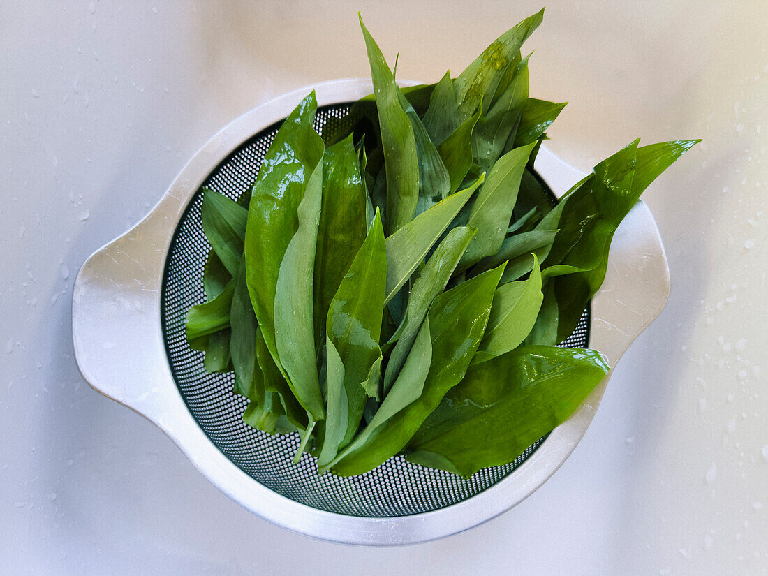 Still life view from above fresh ramson leaves in colander