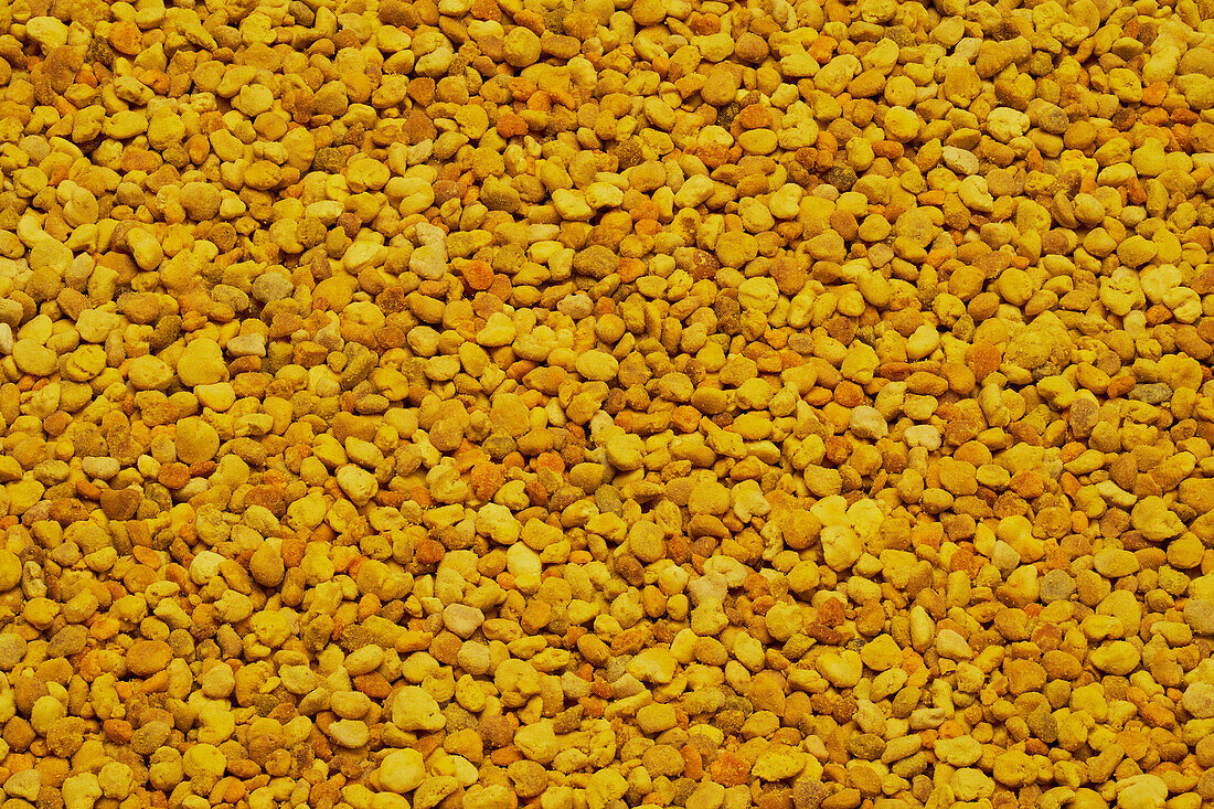 Close up full frame golden yellow bee pollen granules