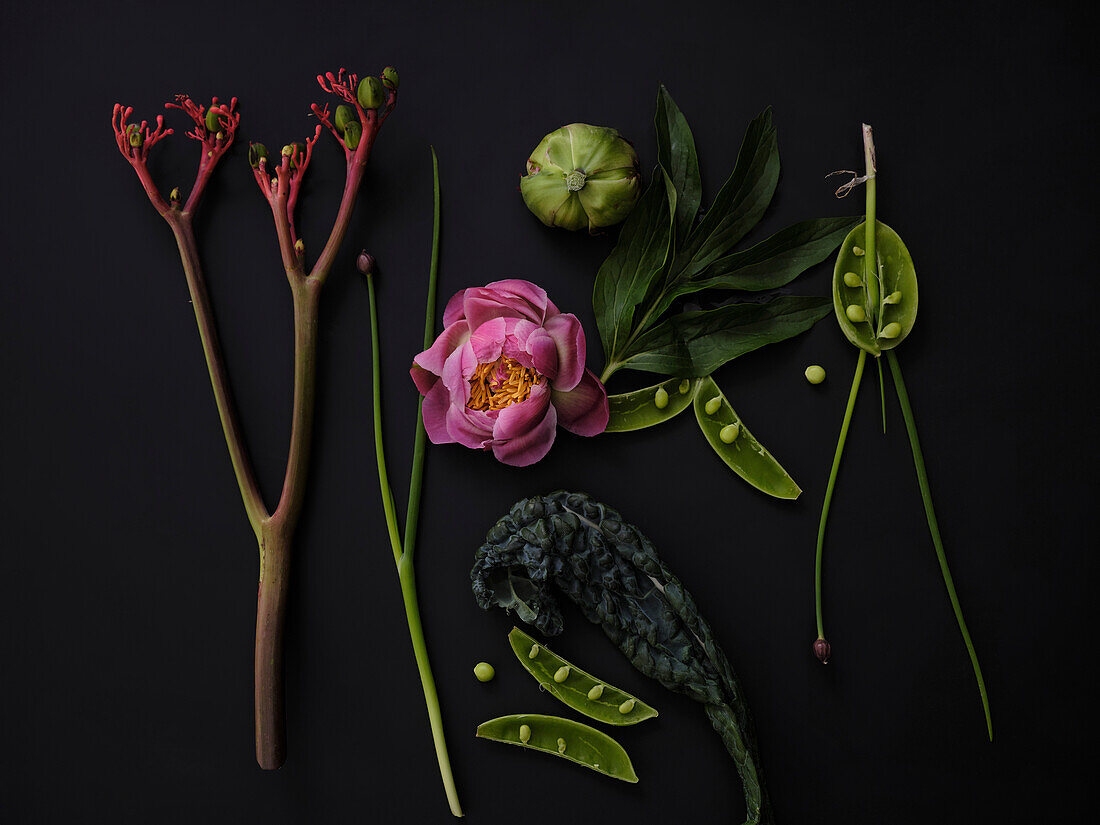 Flat lay still life plants, flower and vegetables on dark background