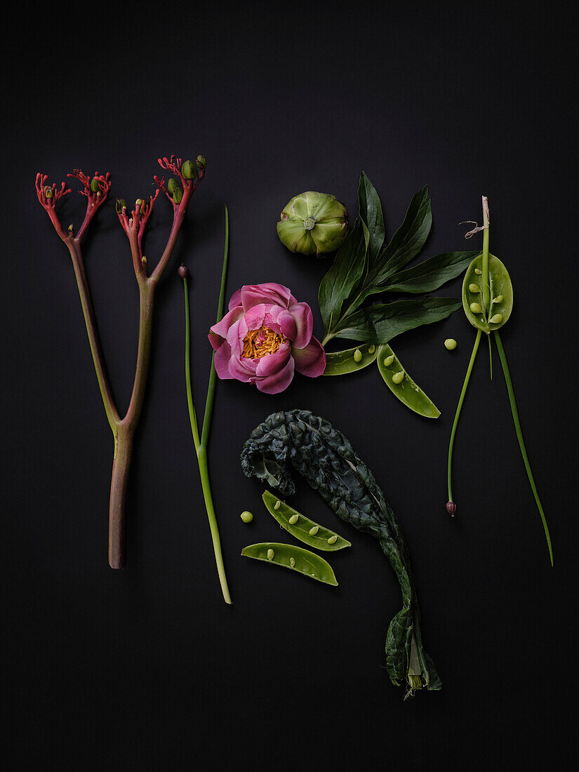 Dramatic flat lay still life peony and green vegetables on black background