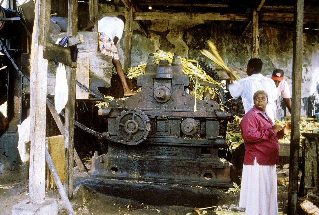 Workers at a sugar beet press on Grenada