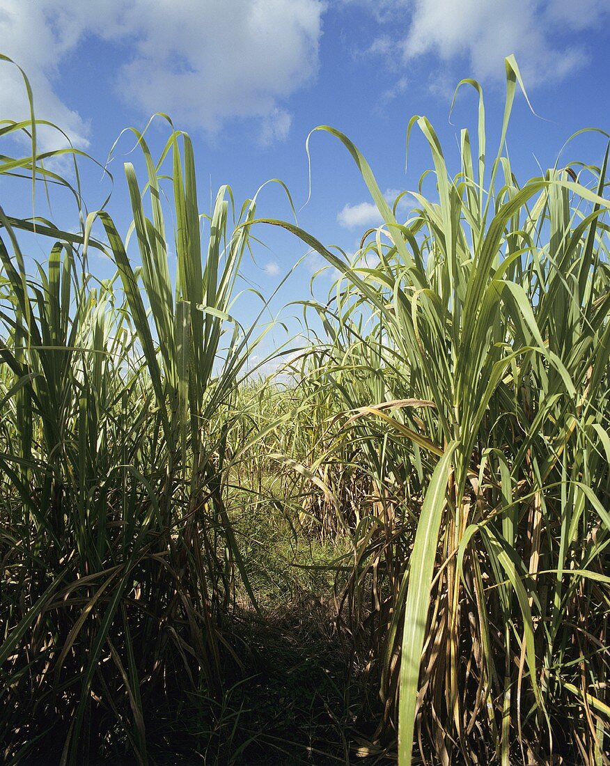 Field of sugar cane in Jamaica
