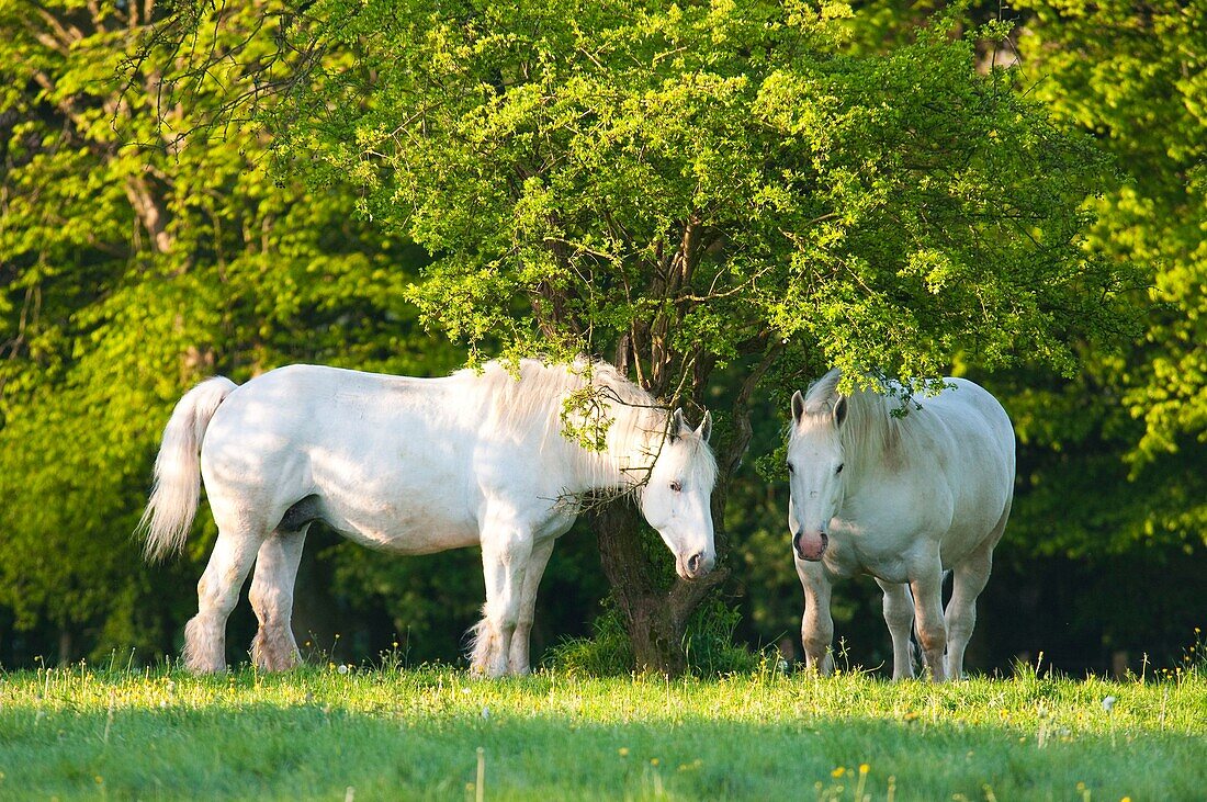 France, Somme, The Title, Mare Boulonnaise in pasture