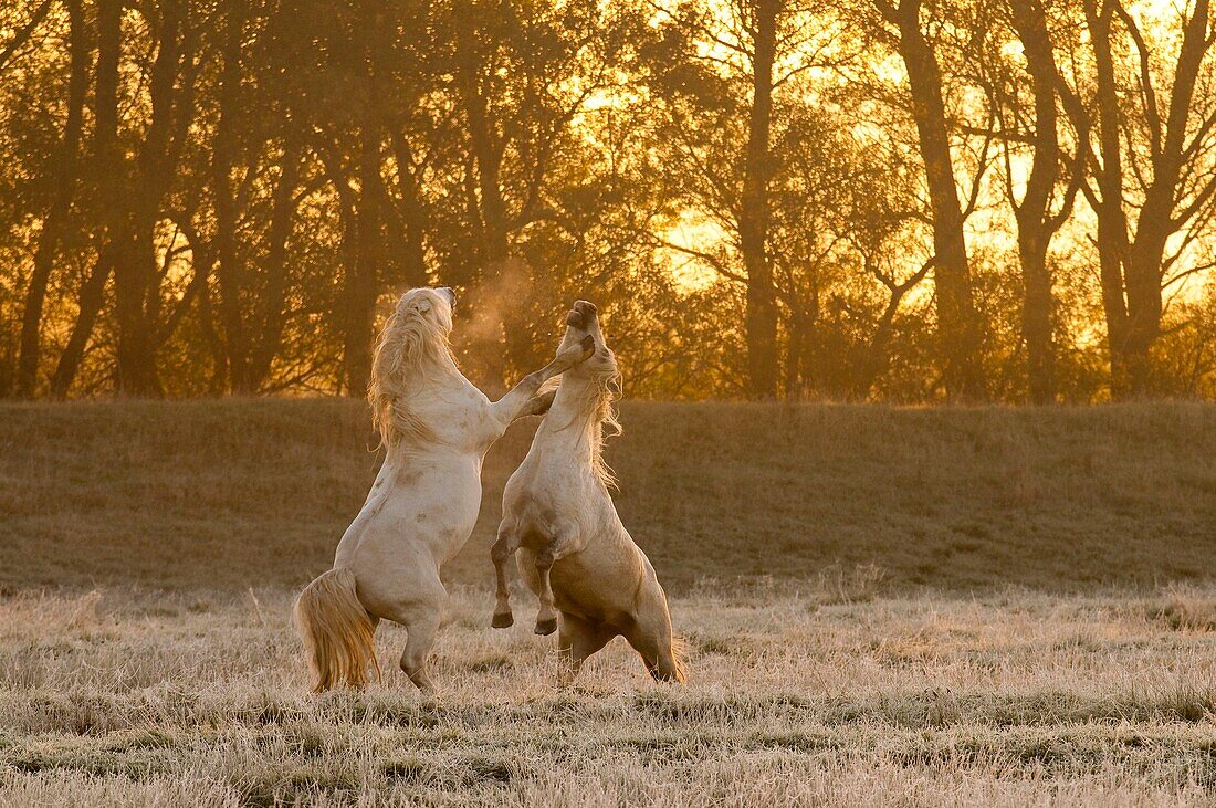 France, Somme, Bay of the Somme, Noyelles-sur-mer, as the day rises and the first frost has arrived, two Camargue stallions begin a series of games and chases