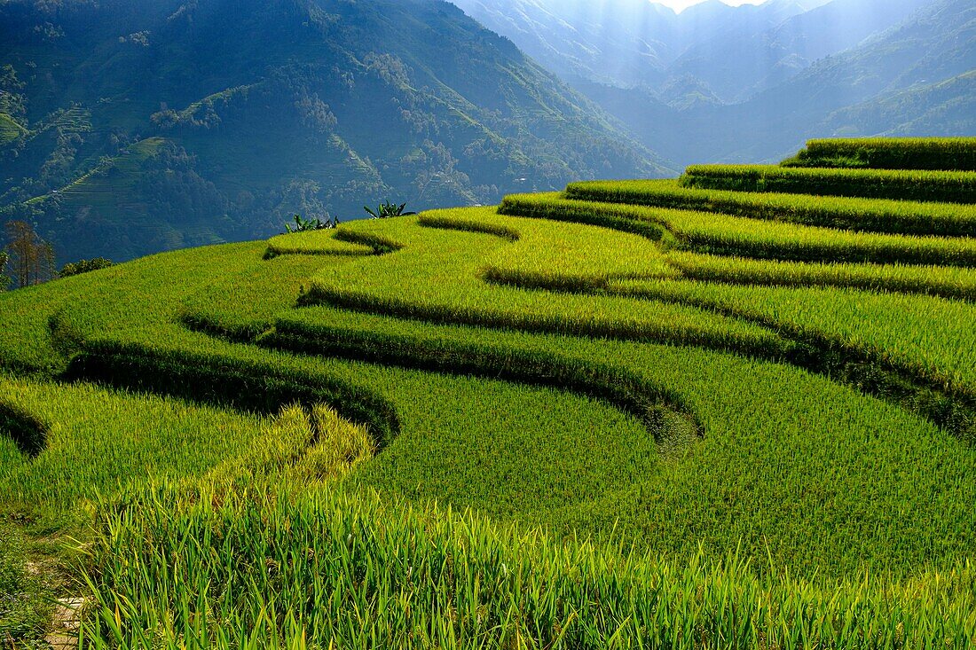 Vietnam, Ha Giang, Hoang Su Phi, Terrasse Reisfelder