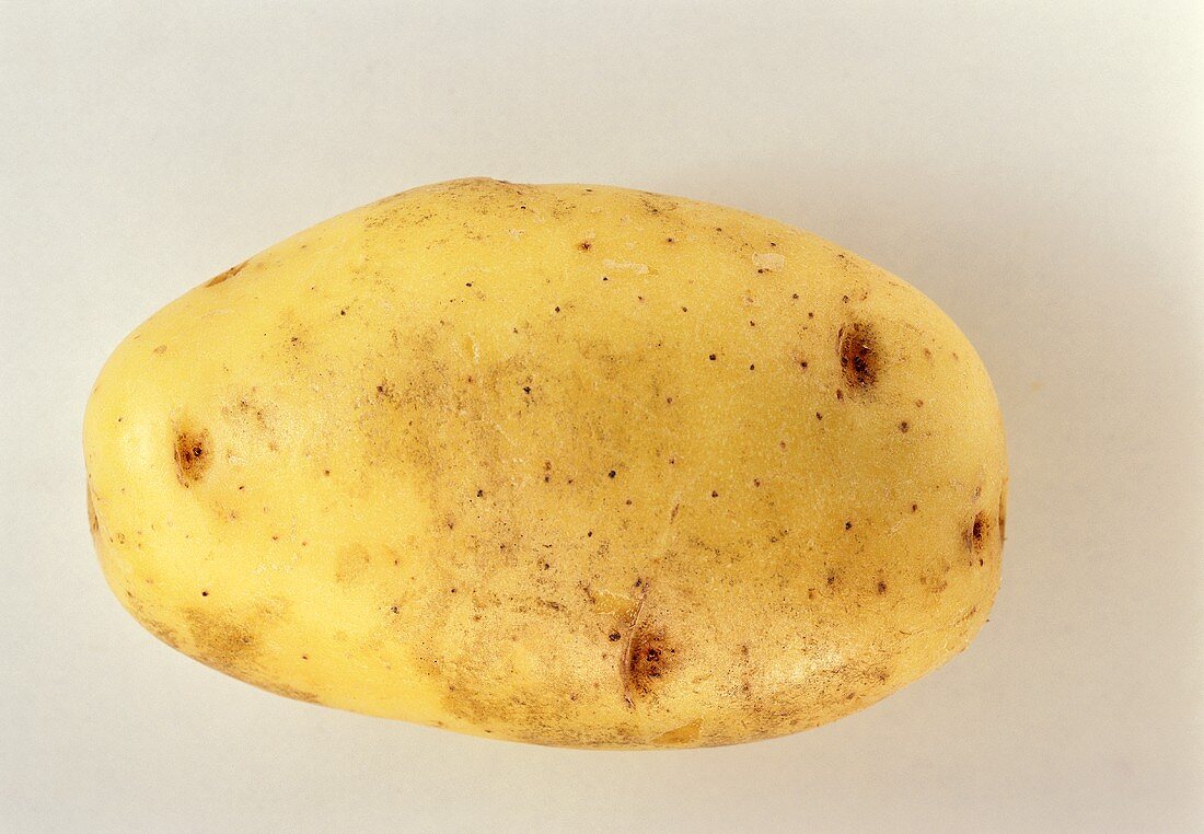 Eine Kartoffel, Sorte: Sieglinde