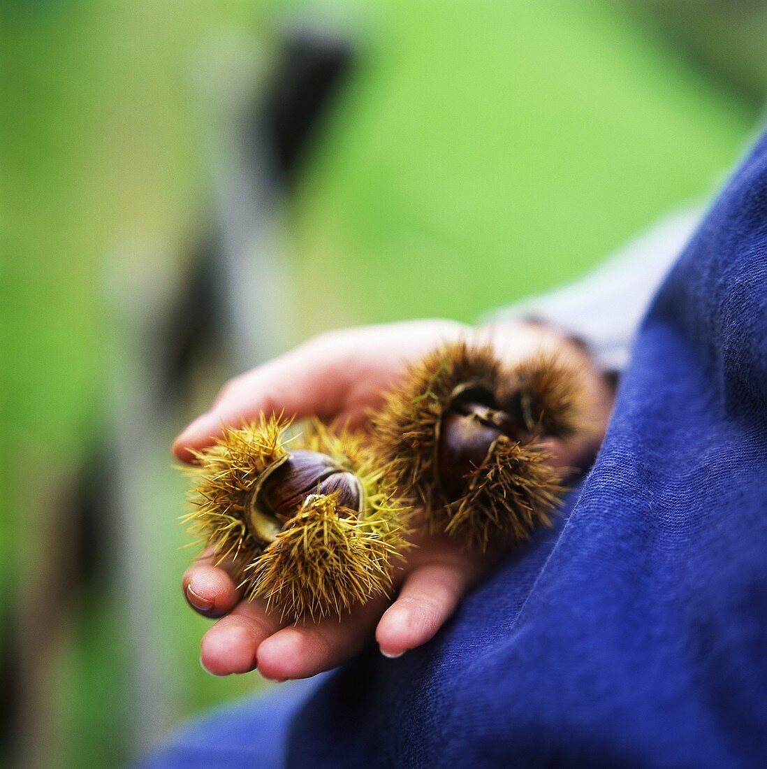 Hand holding two unshelled sweet chestnuts