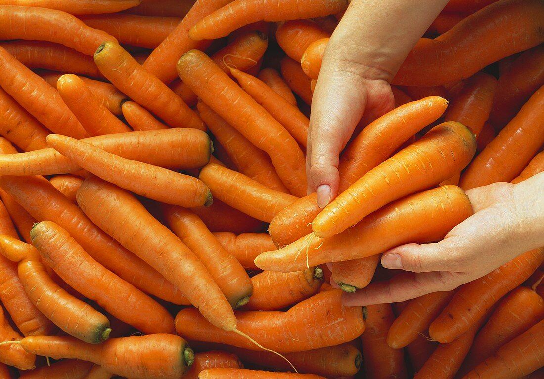 Hands taking a few carrots from a heap