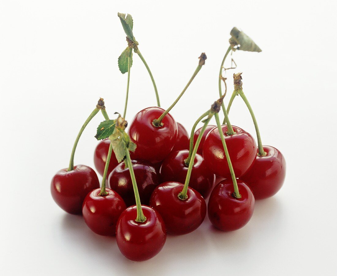 Several red Morello cherries