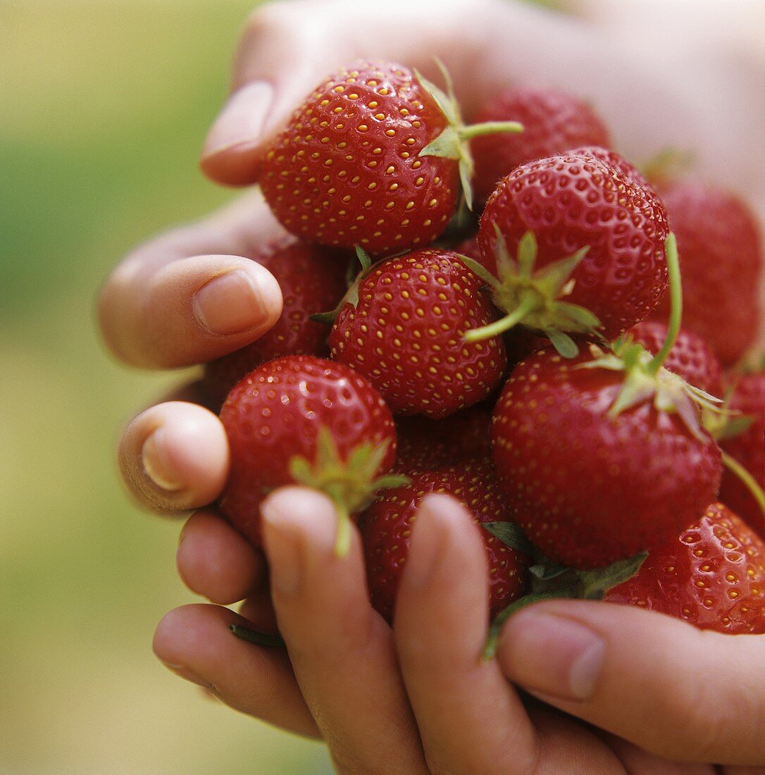 Hands holding freshly picked strawberries