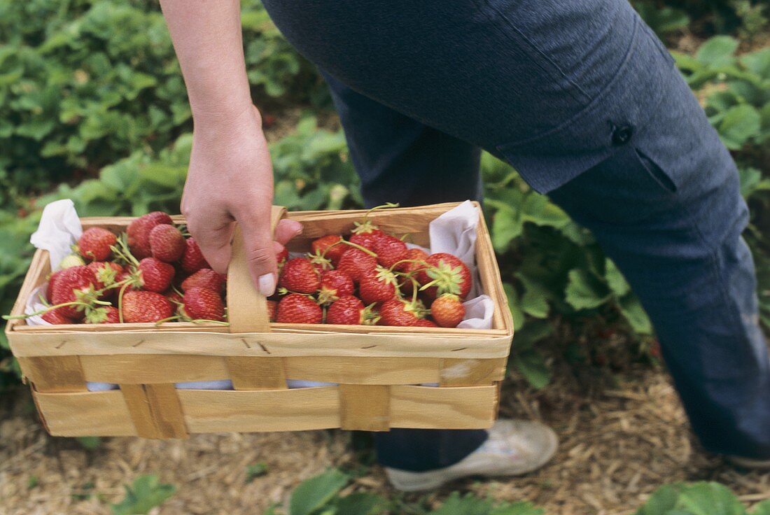 Mit Erdbeeren gefüllter Spankorb wird getragen