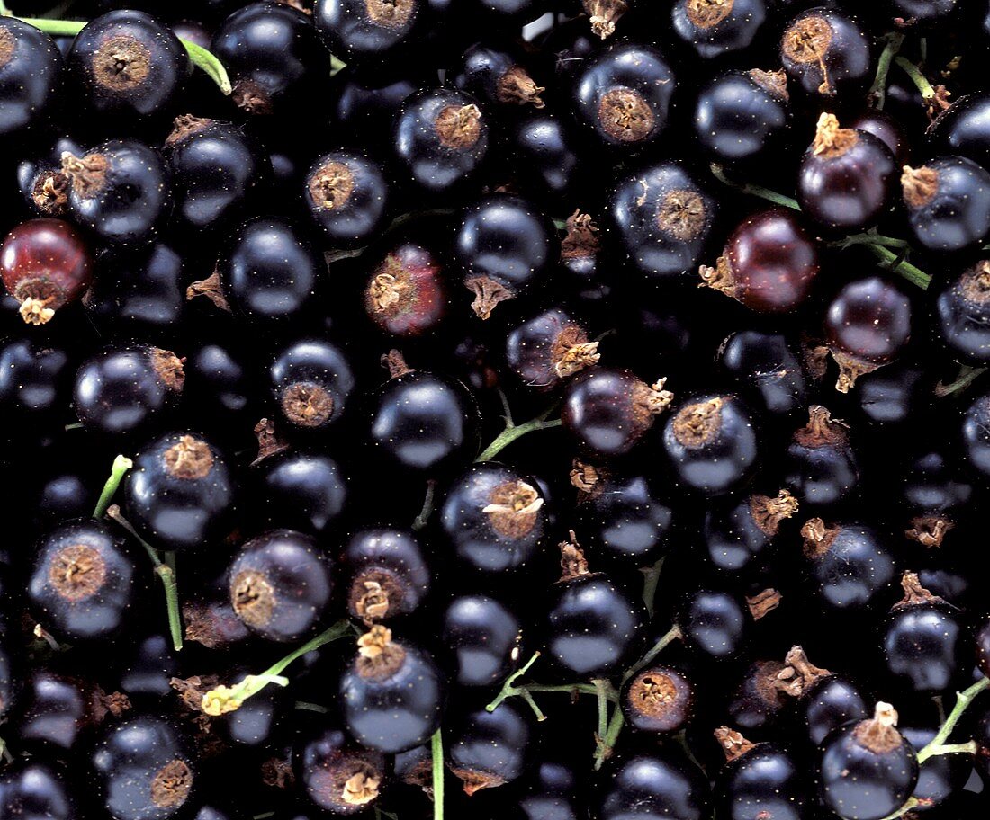 Blackcurrants (filling the picture)