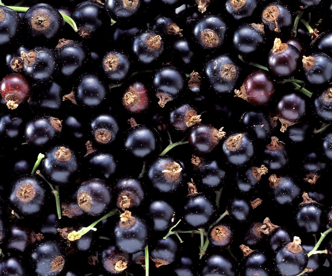 Schwarze Johannisbeeren (bildfüllend)