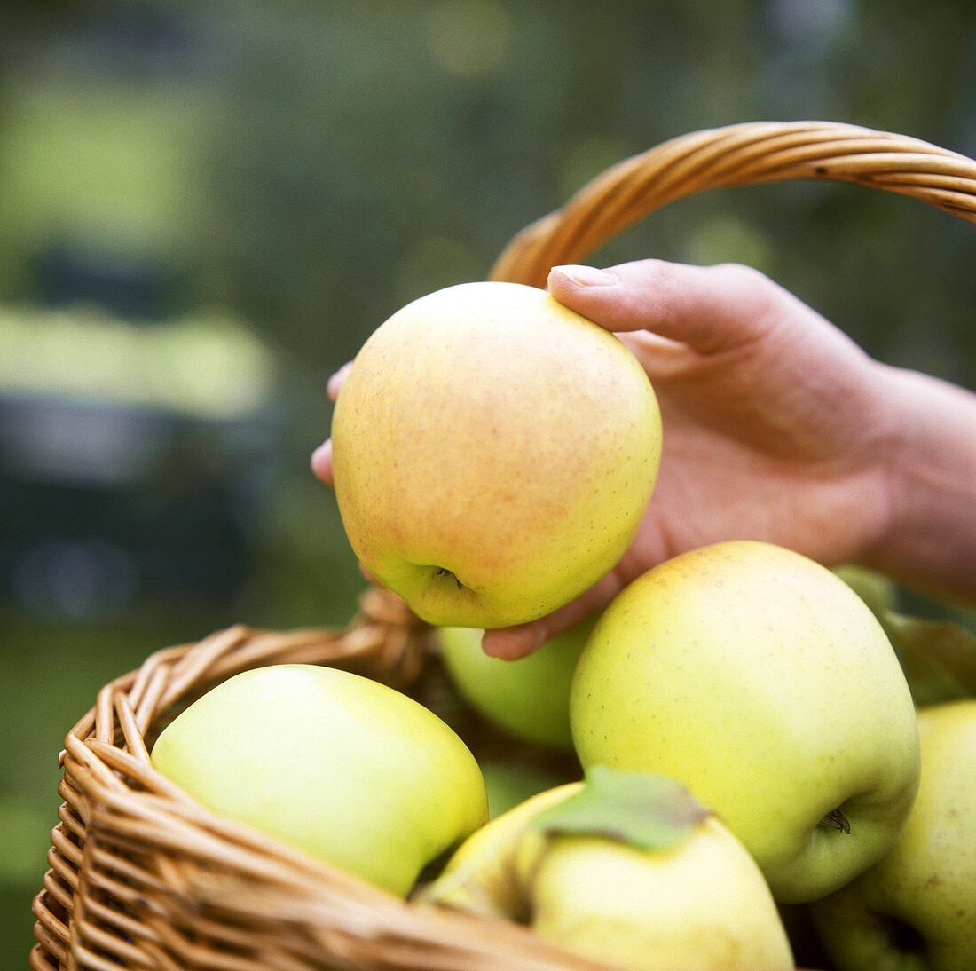 Hand nimmt einen Apfel der Sorte Golden Delicious aus Korb