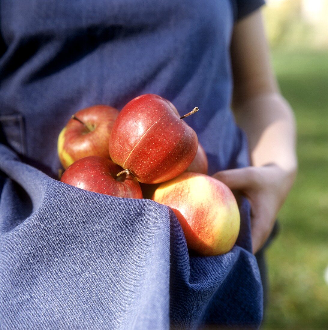 Freshly picked apples in an apron