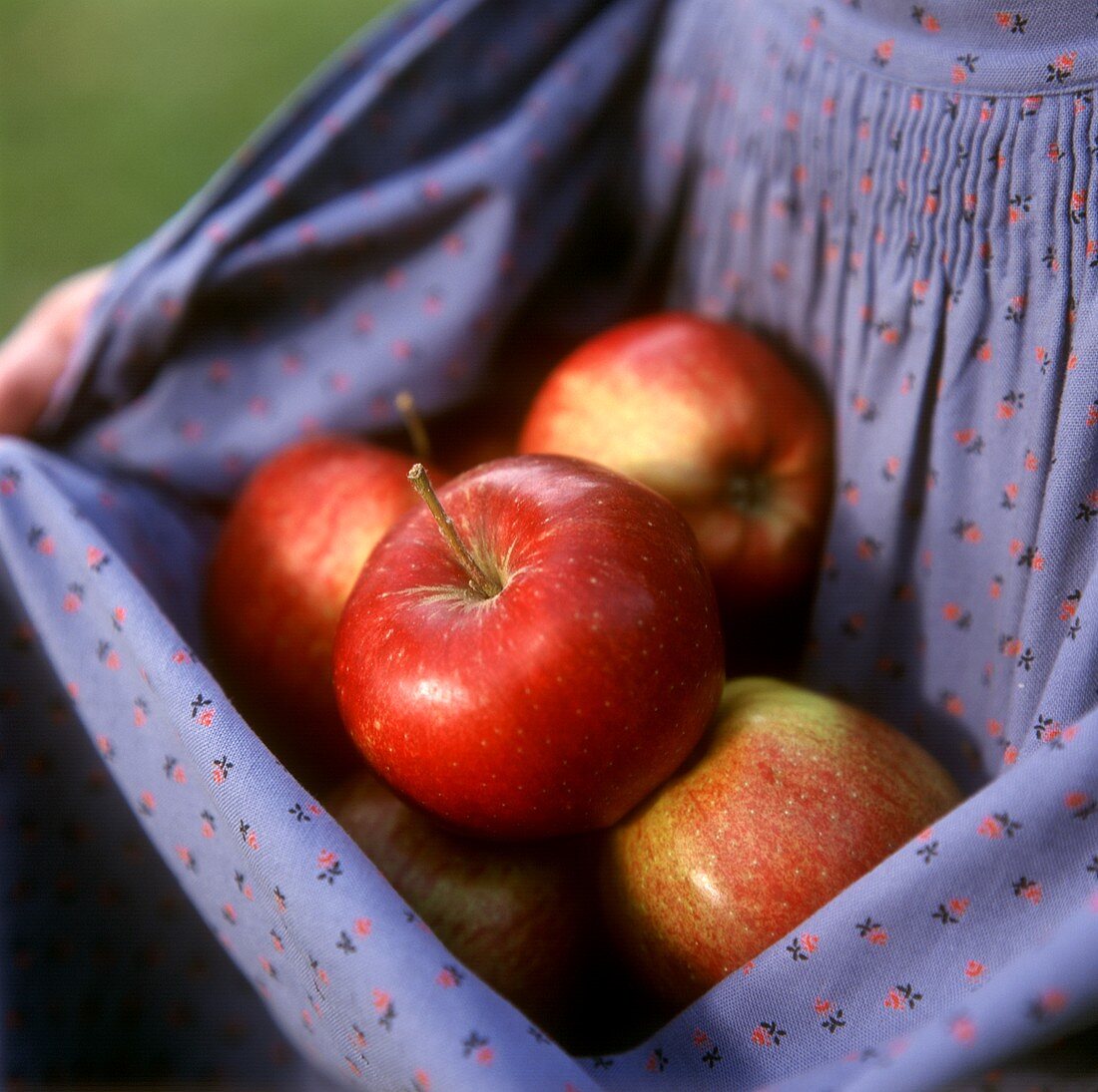 Frisch geerntete Äpfel werden in einer Schürze gehalten