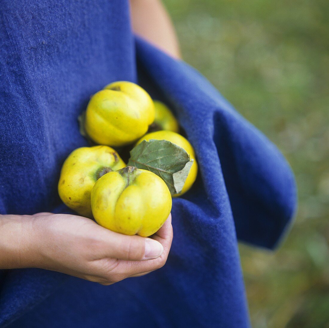 Freshly picked quinces held in an apron