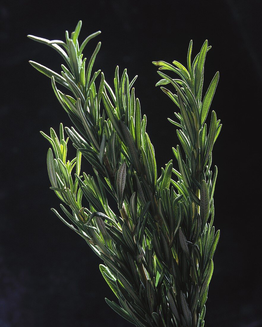 Rosemary Sprigs