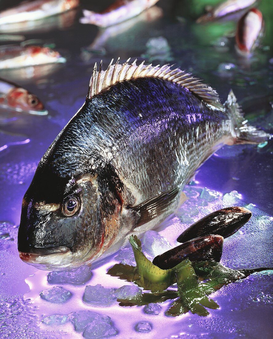 Bream in Violet Water and Ice