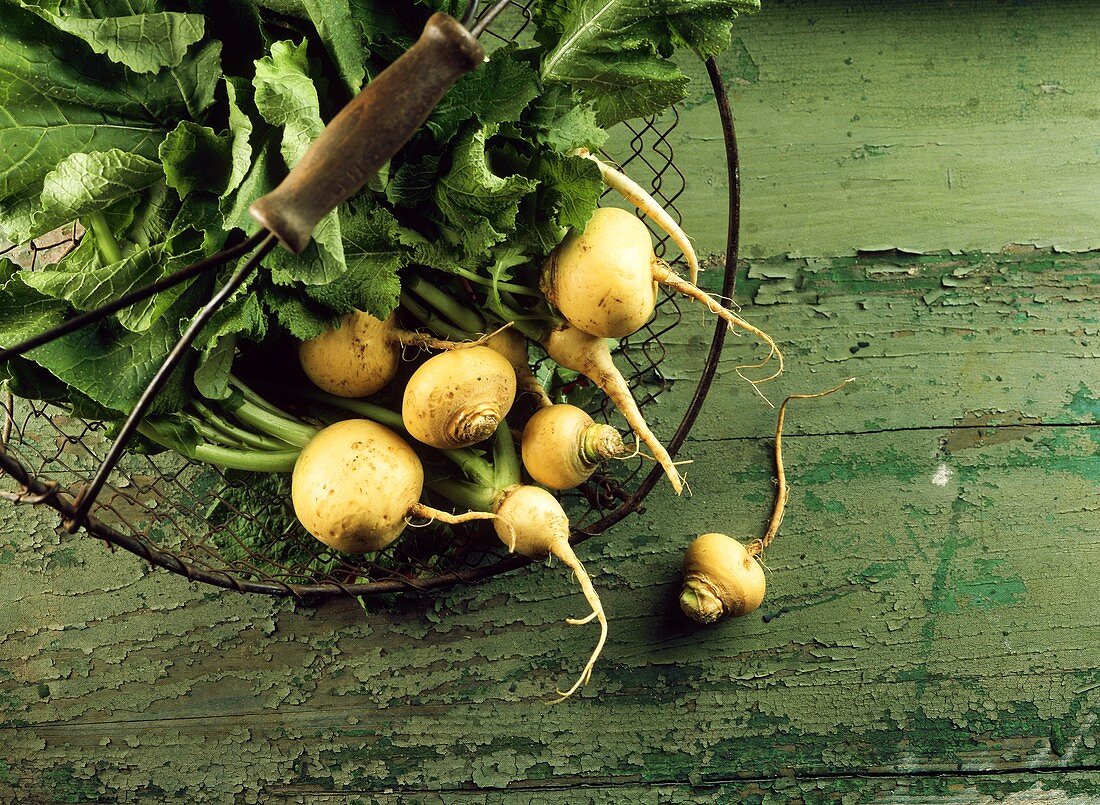 Teltow turnips (white turnips) in wire basket