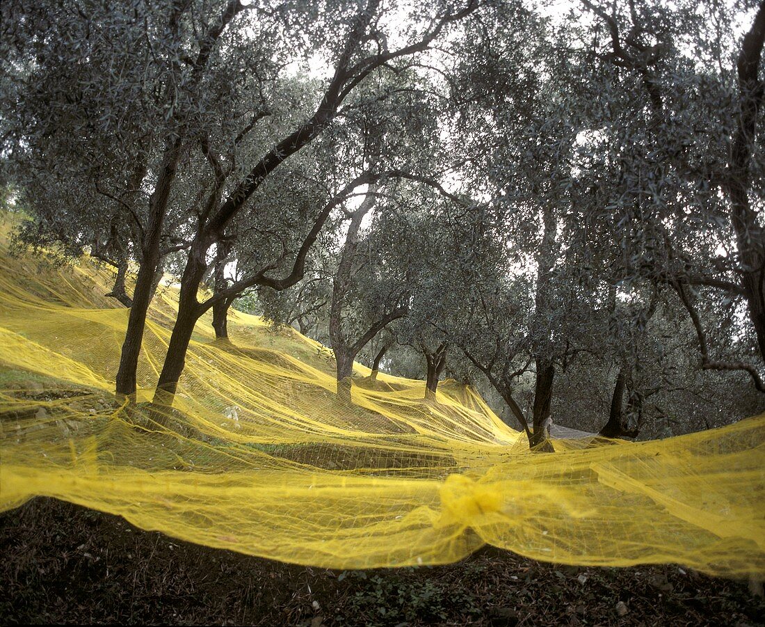 Gelbe Auffangnetze unter Olivenbäumen für die Olivenernte