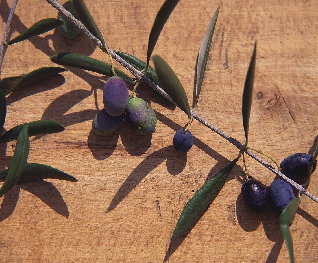 Zweig mit frischen Oliven auf Holzuntergrund