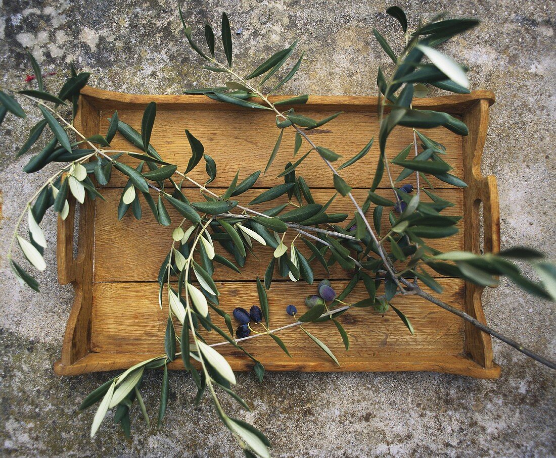Olivenzweig mit frischen Oliven auf Holztablett